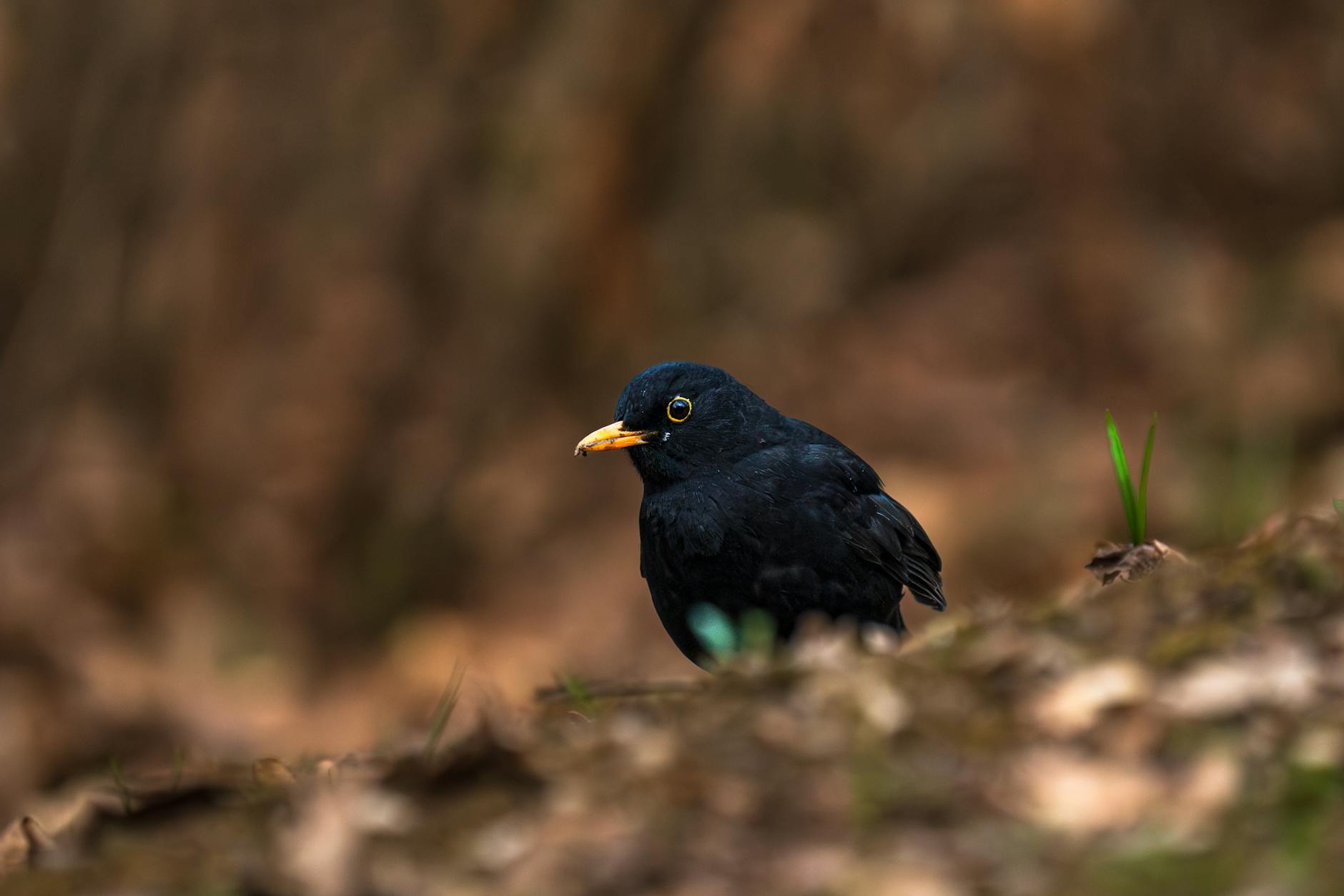 Szczyrk żartuje! Urzędy śląskie i Nasze Królestwo w Bystrej